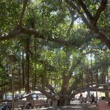 My Hawaii Banyan Tree Experience – Local Weed or Major Bust?