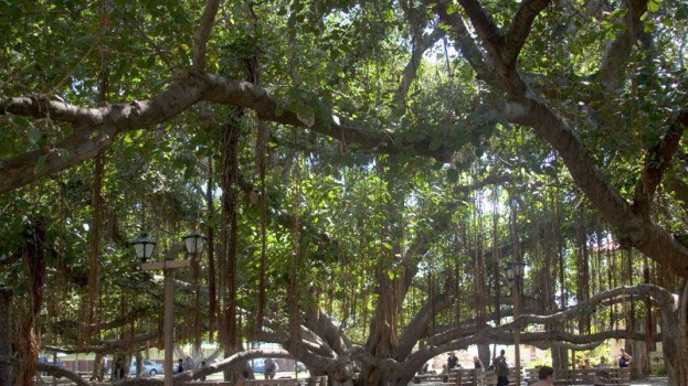 My Hawaii Banyan Tree Experience – Local Weed or Major Bust?