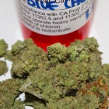 Blue Cheese Strain Review