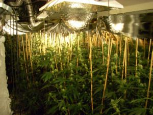 10 charged in Southern California marijuana grow house ring …