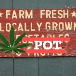 Have you Visited the Pot Farmer’s Market in Sonoma?