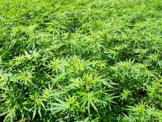Marijuana fine is withdrawn in Fresno County medical marijuana case
