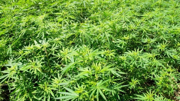 Marijuana fine is withdrawn in Fresno County medical marijuana case