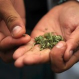 Poll shows Californians support legalization of marijuana