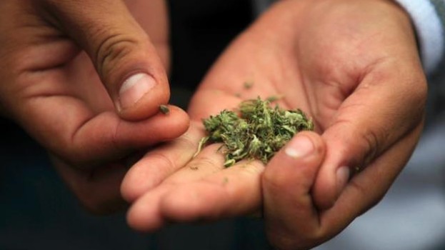Poll shows Californians support legalization of marijuana