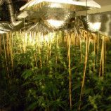 10 charged in Southern California marijuana grow house ring …