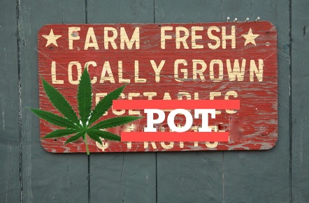 Have you Visited the Pot Farmer’s Market in Sonoma?