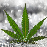 Federal Government Lifts Ban On Medical Marijuana