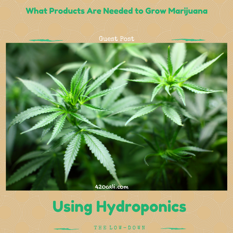 What Products Are Needed to Grow Marijuana Hydroponics